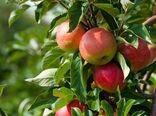 تولید 286 تن سیب گلاب در بیضا