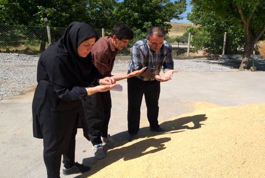 هموار نمودن همه راه های منتهی به تحویل محصول کشاورزان به مراکز خرید تضمینی