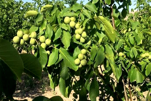 آغاز برداشت گردو از باغ های آذربایجان غربی

