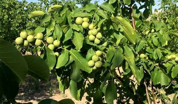 آغاز برداشت گردو از باغ های آذربایجان غربی