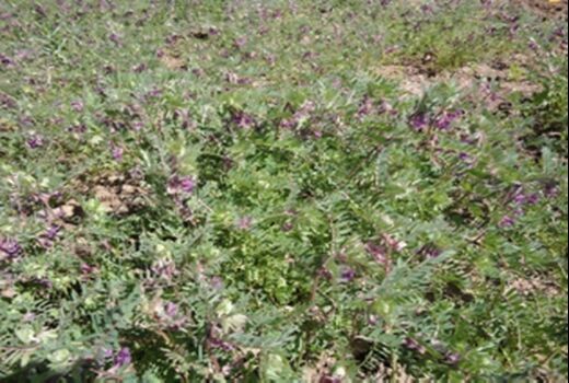 کشت علوفه ماشک صرفه اقتصادی بالایی دارد 