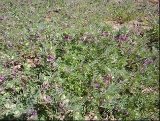 کشت علوفه ماشک صرفه اقتصادی بالایی دارد 
