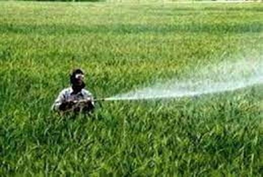 سطح مبارزه با آفت سن مادری در خراسان شمالی به 4 هزار و 500 هکتار رسید