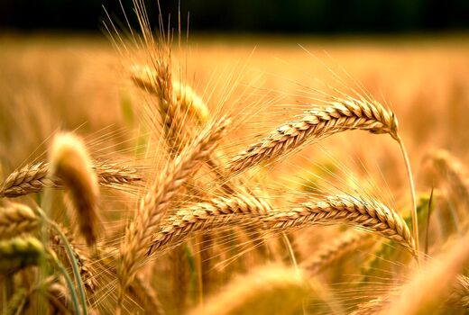 خرید تضمینی گندم از مرز دو میلیون تُن عبور کرد