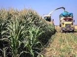 کشت ذرت علوفه ای در سطح  ۱۰۰ هکتار از اراضی سربیشه