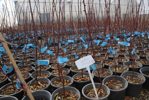 تولید سه میلیون نهال لیبل دار و گواهی شده در آذربایجان شرقی 