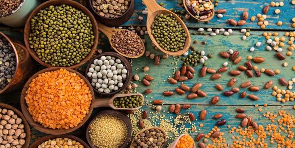 پیش بینی معرفی 12 رقم جدید دیم در سال  99 / کشت های پاییزه در اراضی دیم عملکرد تولید را افزایش می‌دهند