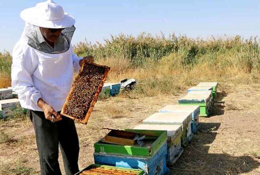 اشتغال بالغ بر چهار هزار و ۲۰۰ نفر در صنعت عسل استان اصفهان