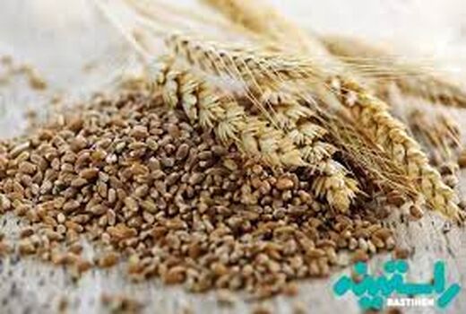 اختصاص 200 هکتار مزارع استان به محصول تریتیکاله در سال جاری