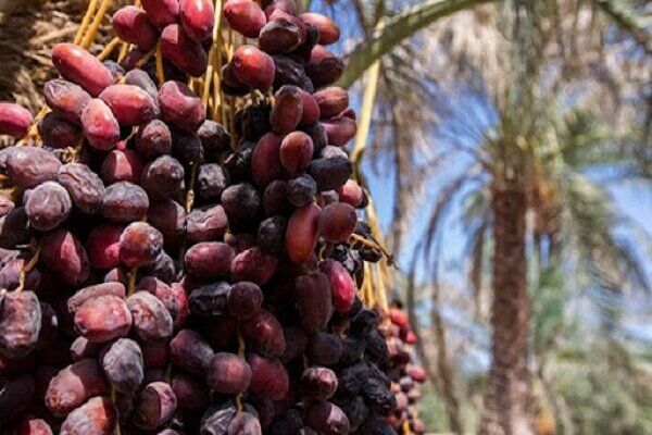 آغاز برداشت خرما از نخلستان‌های شهرستان طبس