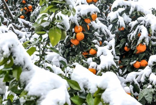 پرداخت جرائم و سود بانکی کشاورزان خسارت دیده بر عهده دولت است