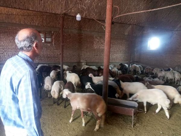 افزایش تولید گوشت قرمز با فعالسازی واحدهای پرواربندی در آذربایجانغربی