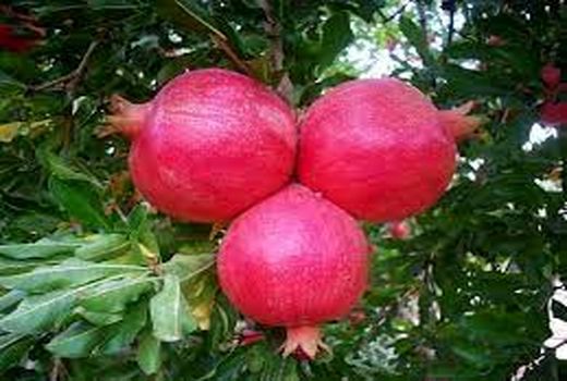 تولید بالغ بر 22 هزارتن انار در ارسنجان