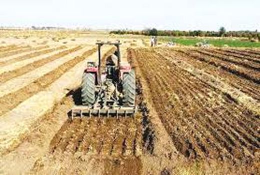 کشت صیفی جات در ارسنجان آغاز شد 