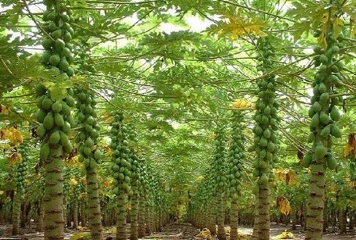 تنوع در تولید گلخانه‌ای از برنامه‌های جهاد کشاورزی بوشهر 