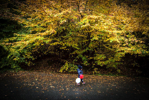 سمفونی رنگ‌ها در دوقدمی زمستان 

