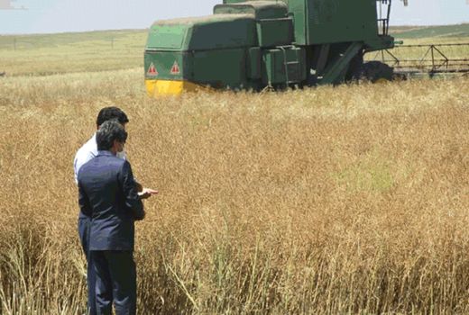 برداشت یک هزار تنی دانه کلزا از مزارع اصفهان