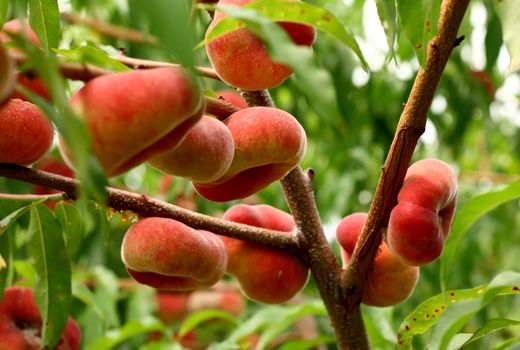 افزایش ۶ هزار تنی تولید هلو در آذربایجان شرقی علی‌رغم خسارات طبیعی 