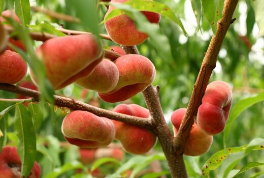 افزایش ۶ هزار تنی تولید هلو در آذربایجان شرقی علی‌رغم خسارات طبیعی 