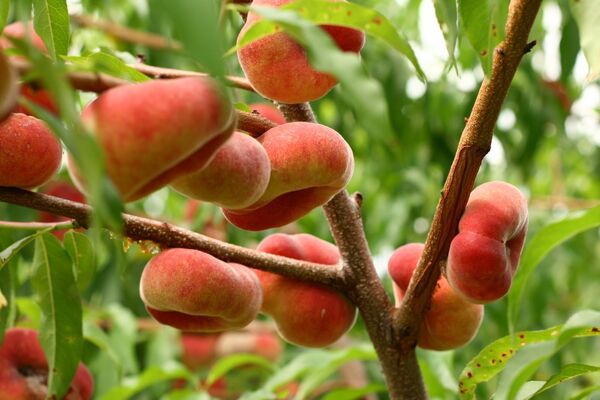 افزایش ۶ هزار تنی تولید هلو در آذربایجان شرقی علی‌رغم خسارات طبیعی 