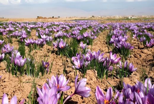 تولید ۸۴۰ کیلوگرم زعفران در مزارع سروستان 