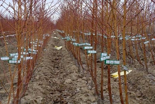 یارانه نهال به باغداران کوار پرداخت شد