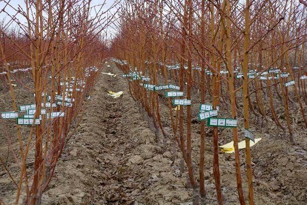 یارانه نهال به باغداران کوار پرداخت شد