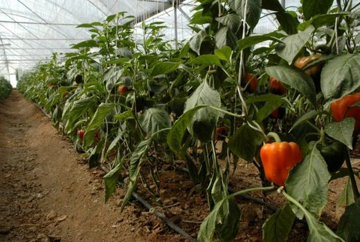 افزایش سطح کشت‌های گلخانه‌ای استان اصفهان در سال جاری