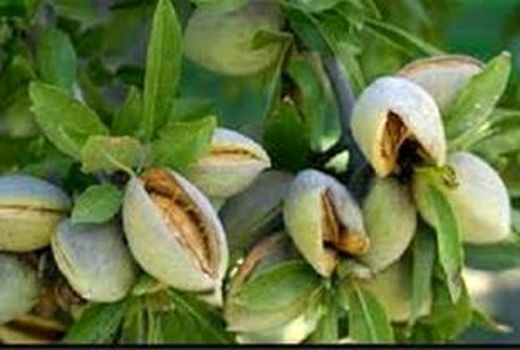 تغذیه درختان بادام / فیلم
