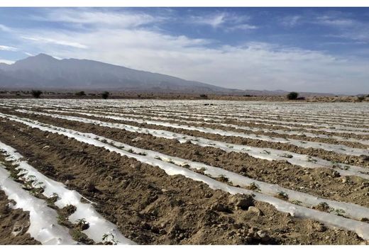 آغاز کاشت گوجه فرنگی خارج از فصل در لارستان