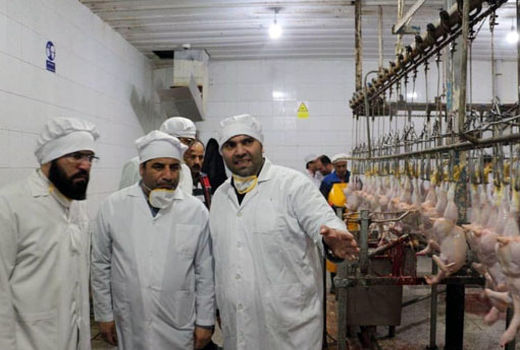 طرح ارتقای بهداشتی کیفیت گوشت مرغ ، به سود تولید کننده و مصرف کننده است