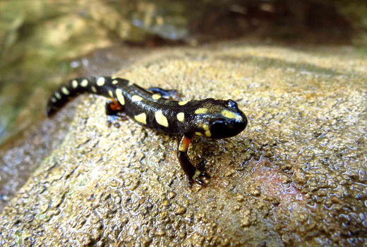 مشاهده و ثبت سمندر آذربایجانی برای نخستین بار