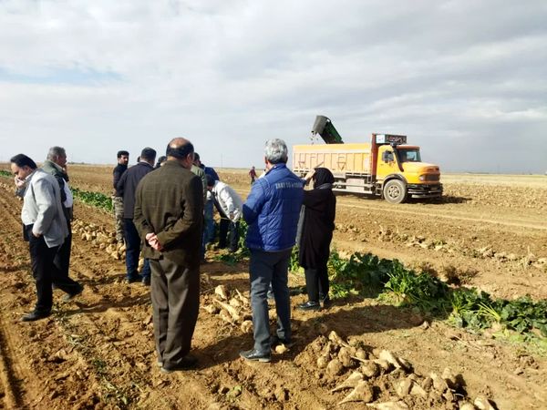 کشت چغندرقند در ۷۵۷ هکتار از اراضی کشاورزی استان قزوین 