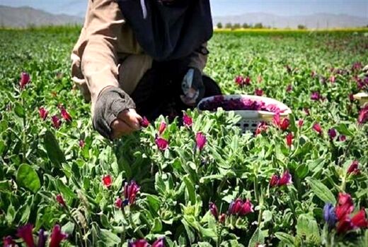 پرداخت تسهیلات حمایتی جهت توسعه کشت گیاهان دارویی در یزد
