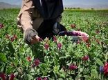 پرداخت تسهیلات حمایتی جهت توسعه کشت گیاهان دارویی در یزد
