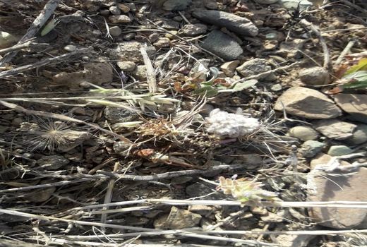 دیده بانی و مبارزه علیه ملخ در بیش از 2هزارهکتار از اراضی کشاورزی رباط کریم