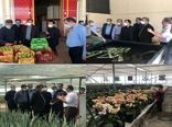 بازدید معاون وزیر جهاد کشاورزی از اولین واحد تولید آلوئه ورا در استان تهران
