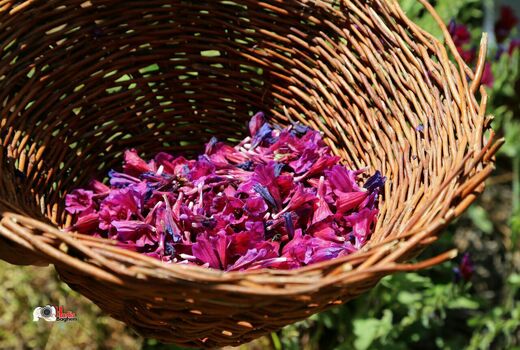  331 هکتار از مزارع کشاورزی استان به کشت گیاهان دارویی اختصاص دارد