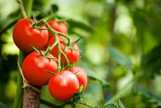 آغاز برداشت گوجه‌فرنگی پاییزه در رستم