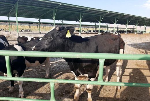 استان اصفهان صادر کننده گوشت قرمز دام سنگین است