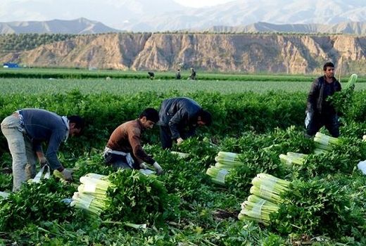 برداشت محصول کرفس از 180 هکتار مزارع شهرستان طارم آغاز شد