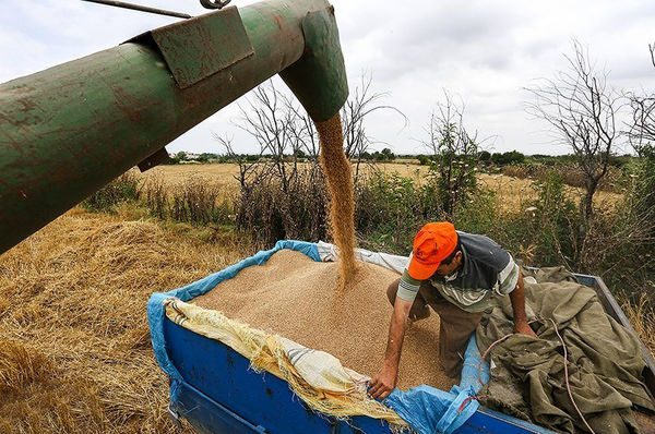 شبکه مویرگی فروش محصولات کشاورزی فعال است