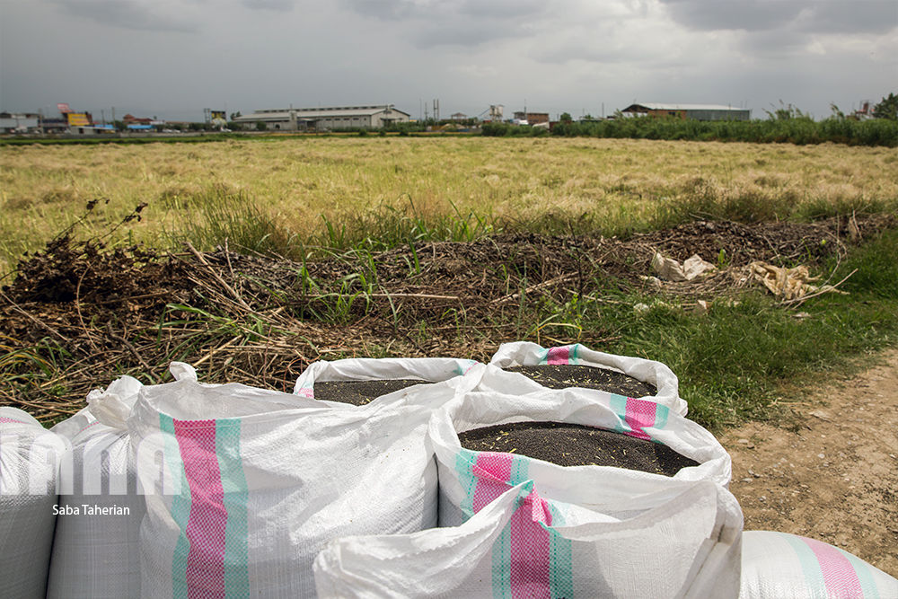 برداشت کلزا