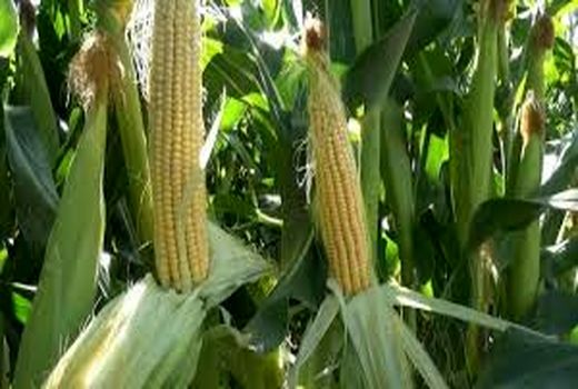 آشنایی ذرت کاران شوشتر با سامانه‌های نوین آبیاری