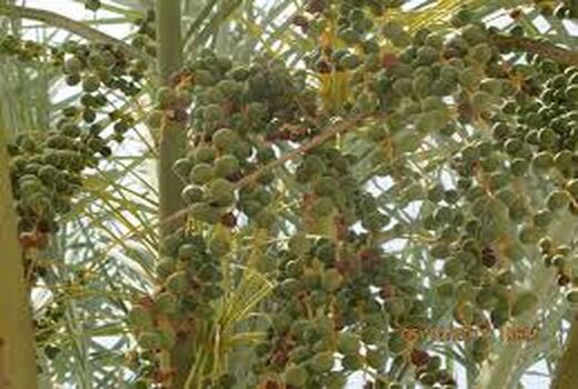 سمپاشی باغات هندیجان علیه کرم میوه خوار خرما