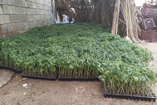 پیش بینی کاشت 250 هکتار گوجه فرنگی در فراشبند