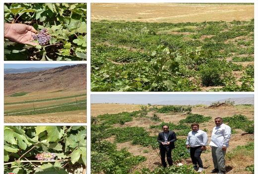 طرح توسعه باغات دراراضی شیبدار گامی درراستای ایجاداشتغال زایی ودرآمدپایدار