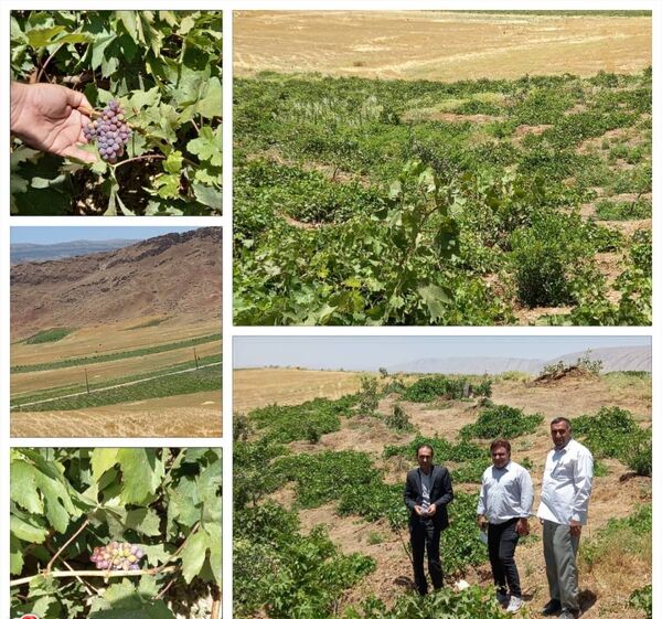 طرح توسعه باغات دراراضی شیبدار گامی درراستای ایجاداشتغال زایی ودرآمدپایدار