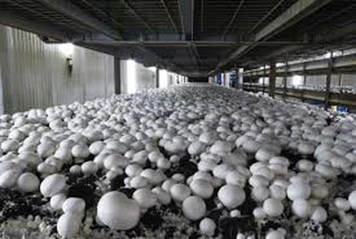 مصرف قارچ خوراکی کاهش یافت