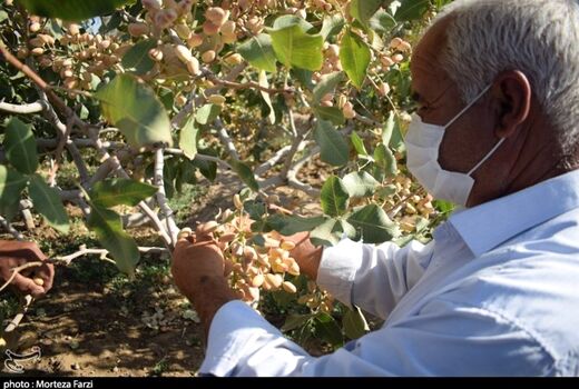 امسال 60 تن پسته از ‌باغ‌های آذربایجان‌غربی برداشت می‌شود